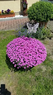 Ein Garten an der Unterkunft Birkenhain
