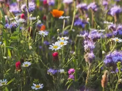 Ein Garten an der Unterkunft Ferienhaus in Wieda mit Garten
