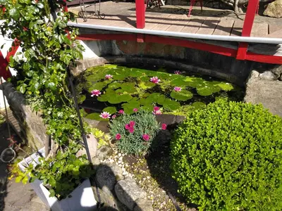 Ein Garten an der Unterkunft Urlaub im Fachwerkhaus