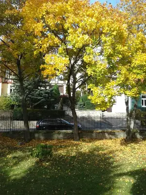 Ein Garten an der Unterkunft Pension Haus Marga