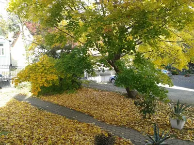 Ein Garten an der Unterkunft Pension Haus Marga