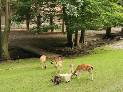 Tiere in der Ferienwohnung oder in der Nähe