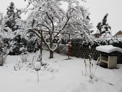 Spatzennest im Winter