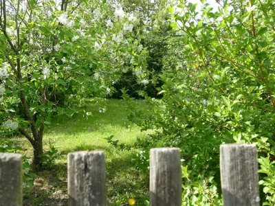 Ein Garten an der Unterkunft Spatzennest