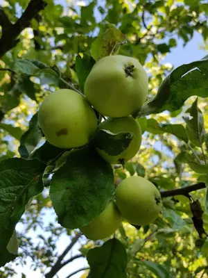 Grundriss der Unterkunft Ferienwohnung Naturnah