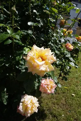 Ein Garten an der Unterkunft Ferienhaus Hundertmorgenfeld Wo2