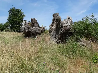 Naturlandschaft in der Nähe der Ferienwohnung