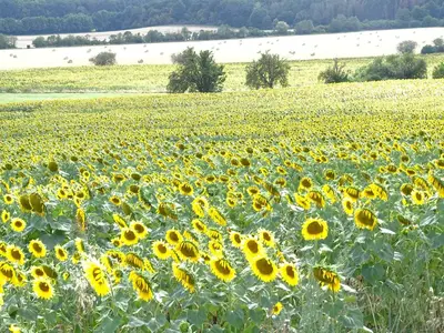 Naturlandschaft in der Nähe der Ferienwohnung