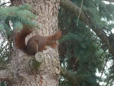 Tiere im Ferienhaus oder in der Nähe