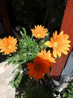 Ein Garten an der Unterkunft USIS_FERIENWOHNUNG im Harz