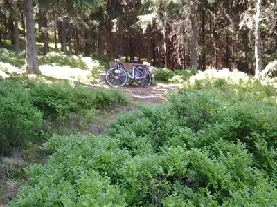 Radfahren an der Unterkunft Tanne Altenau oder in der Nähe