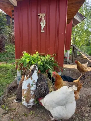 Tiere in der Ferienwohnung oder in der Nähe