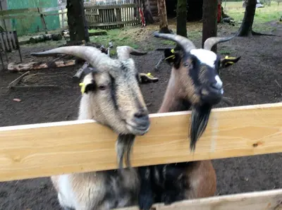 Tiere im Ferienhaus oder in der Nähe