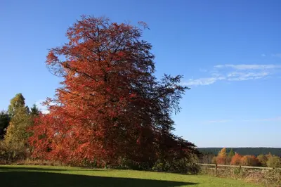 Naturlandschaft in der Nähe der Ferienwohnung