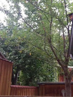 Ein Garten an der Unterkunft Fewo Kaplanei