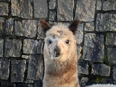 Tiere in der Ferienwohnung oder in der Nähe