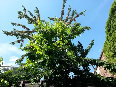 Ein Garten an der Unterkunft Ferienwohnung zum rost'gen Potte I