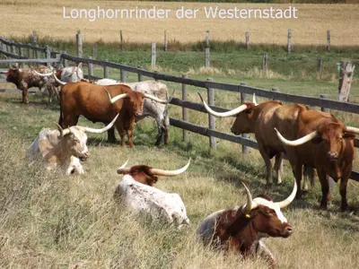 Tiere in der Ferienwohnung oder in der Nähe