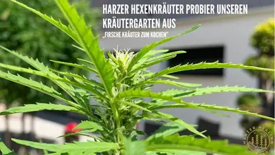 Ein Garten an der Unterkunft HARZER HEALING CENTER 2024 Gemütliche Landhauswohnung mit Fussbodenheizung,XXL Kochinsel,XXL Regenduschen,Modern,Hochwertig,Persönlich,Vollausgestattet