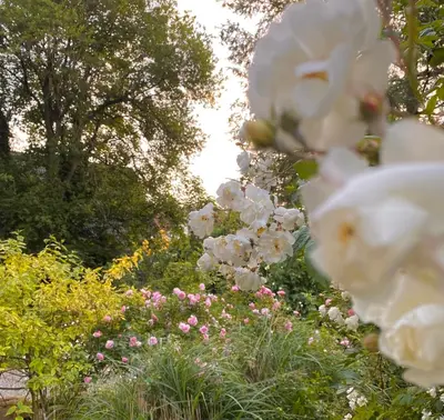 Ein Garten an der Unterkunft Gronocottage