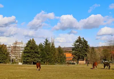 Tiere im Hotel oder in der Nähe