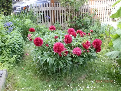 Ein Garten an der Unterkunft Ferienwohnung Fedler