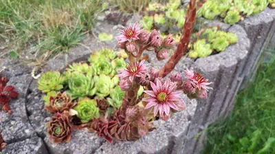 Ein Garten an der Unterkunft Gartenhaus Haufe