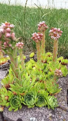 Ein Garten an der Unterkunft Gartenhaus Haufe