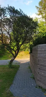 Ein Garten an der Unterkunft Ferienwohnung Heusler
