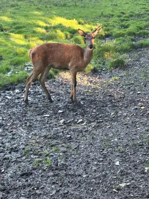 Tiere in der Ferienwohnung oder in der Nähe