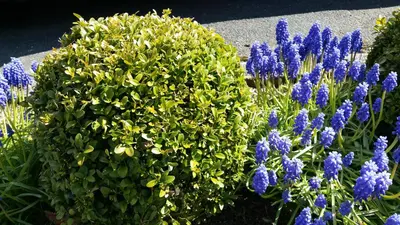 Ein Garten an der Unterkunft Orchidee Altenau