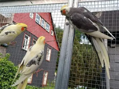 Tiere in der Ferienwohnung oder in der Nähe