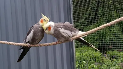 Tiere in der Ferienwohnung oder in der Nähe
