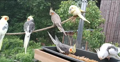 Tiere in der Ferienwohnung oder in der Nähe