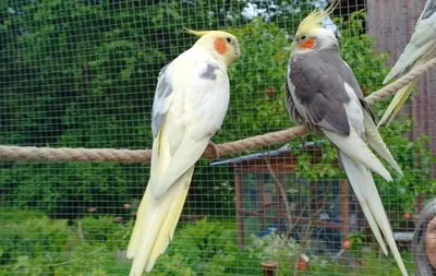 Tiere in der Ferienwohnung oder in der Nähe