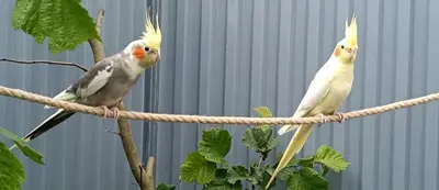 Tiere in der Ferienwohnung oder in der Nähe