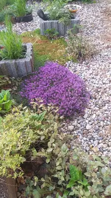 Ein Garten an der Unterkunft Harzer Bauernhof