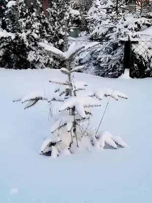Harzer Bauernhof im Winter
