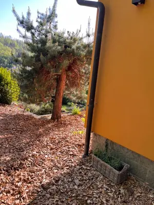 Ein Garten an der Unterkunft kleines Harz-Chalet