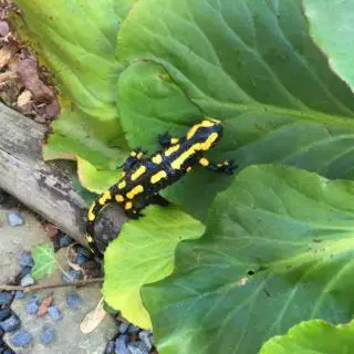 Grundriss der Unterkunft Chalet zum Salamander