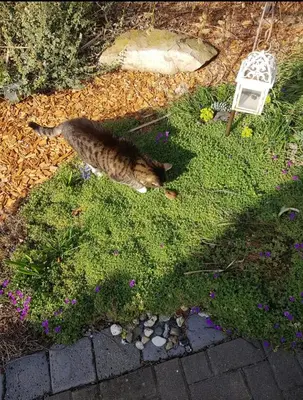 Ein Garten an der Unterkunft Ferienwohnung Teufelsmauer