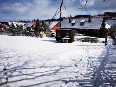 Birke im Winter