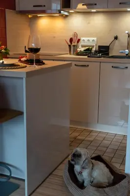Haustiere von Gästen der Unterkunft FeWo Harzer Weitblick, bis 2 Hunde Willkommen, W-Lan, 2x Smart TV, DTV 4 Sterne, 4 Pfoten