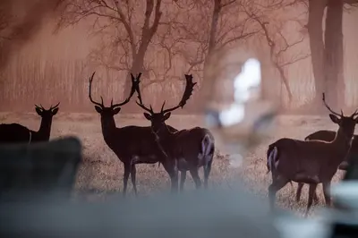 Tiere in der Ferienwohnung oder in der Nähe